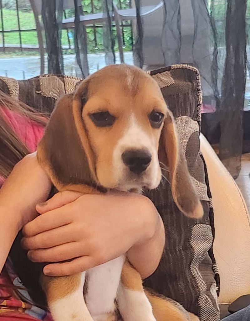 Lou Crystal Song - Chiot disponible  - Beagle