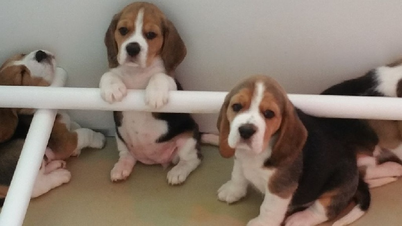 Chiots de la portée CH Gala Charlie Boy/Hilla de la Rosée des Gatines