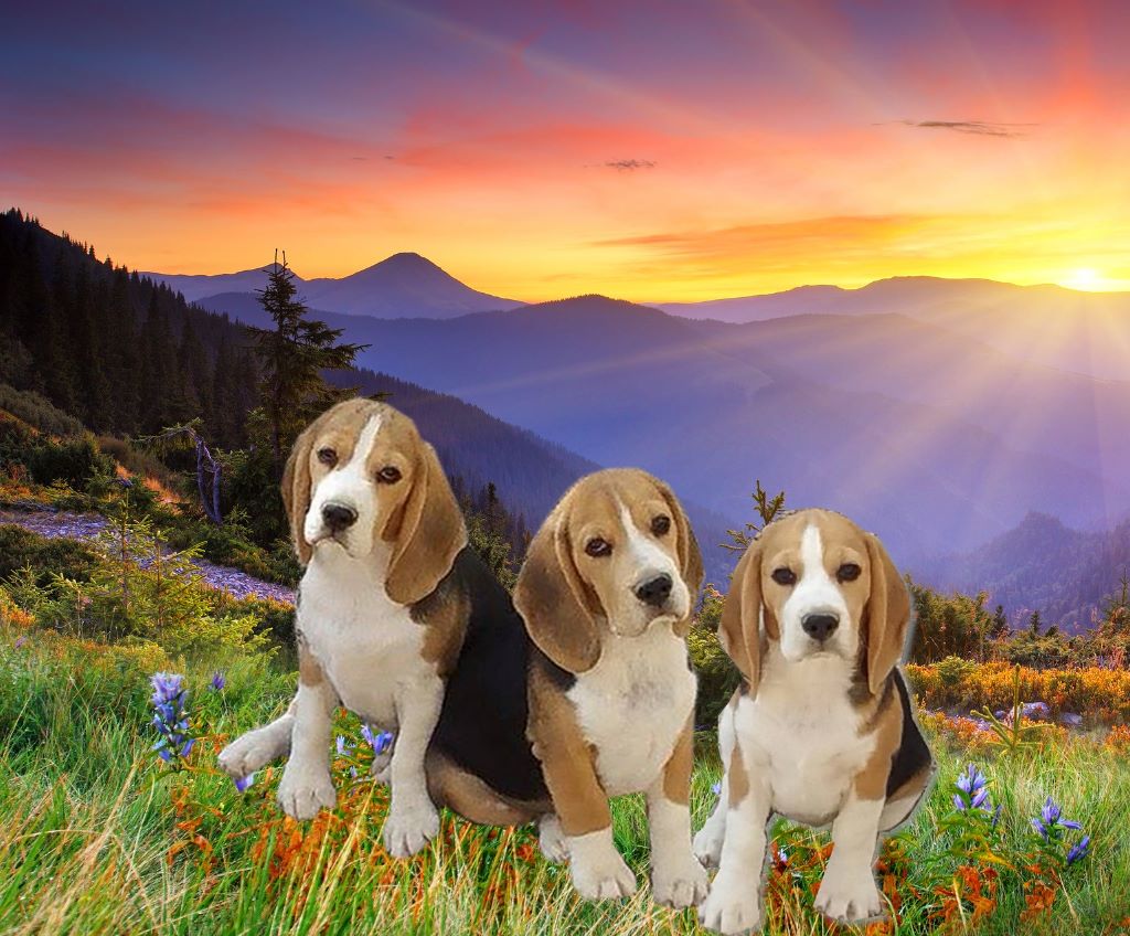 Chiots 2017 Beagelee all blackXIryel Crystal Song de Maxcecan