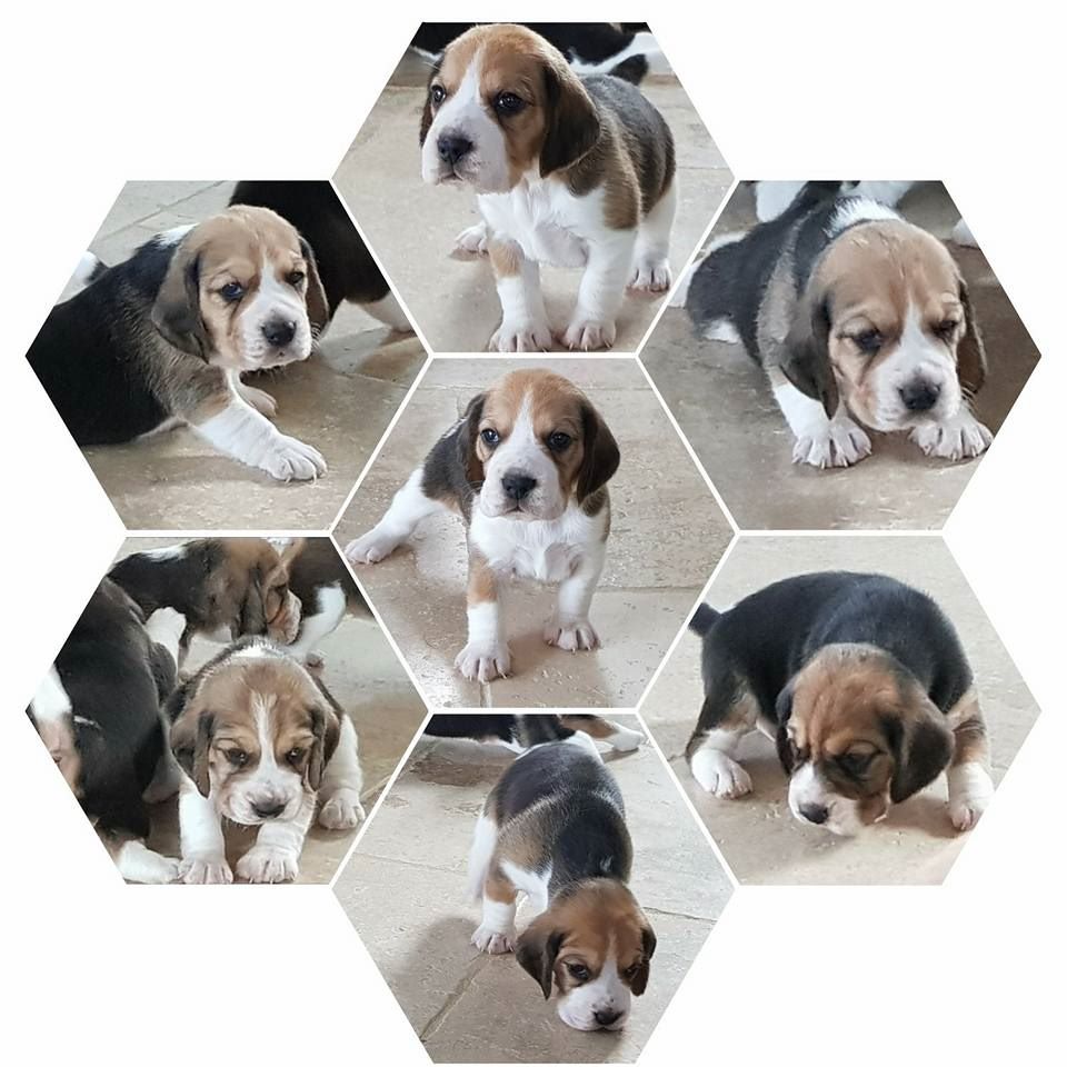 Chiots 2017 In Love casanova de Maxcecan XHilla de la Rosée des Gatine