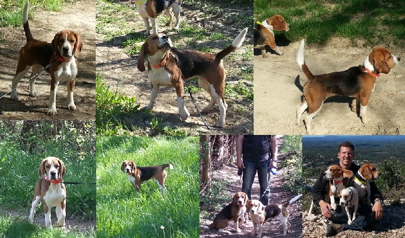 Nos Beagles avec nous