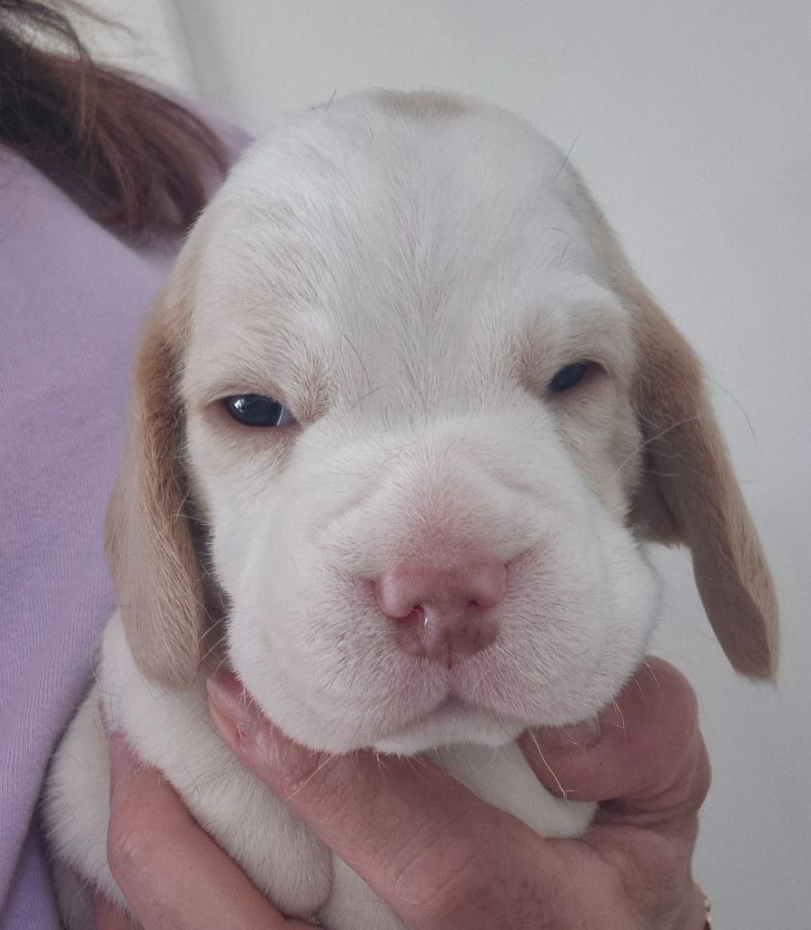 Lou Crystal Song - Chiots disponibles - Beagle