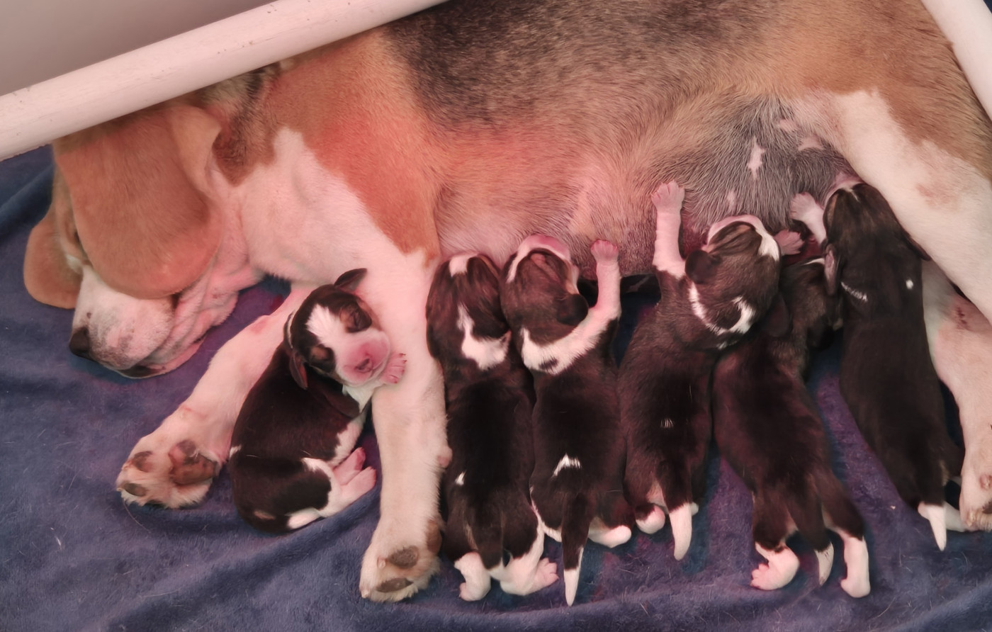 Chiot Beagle Lou Crystal Song