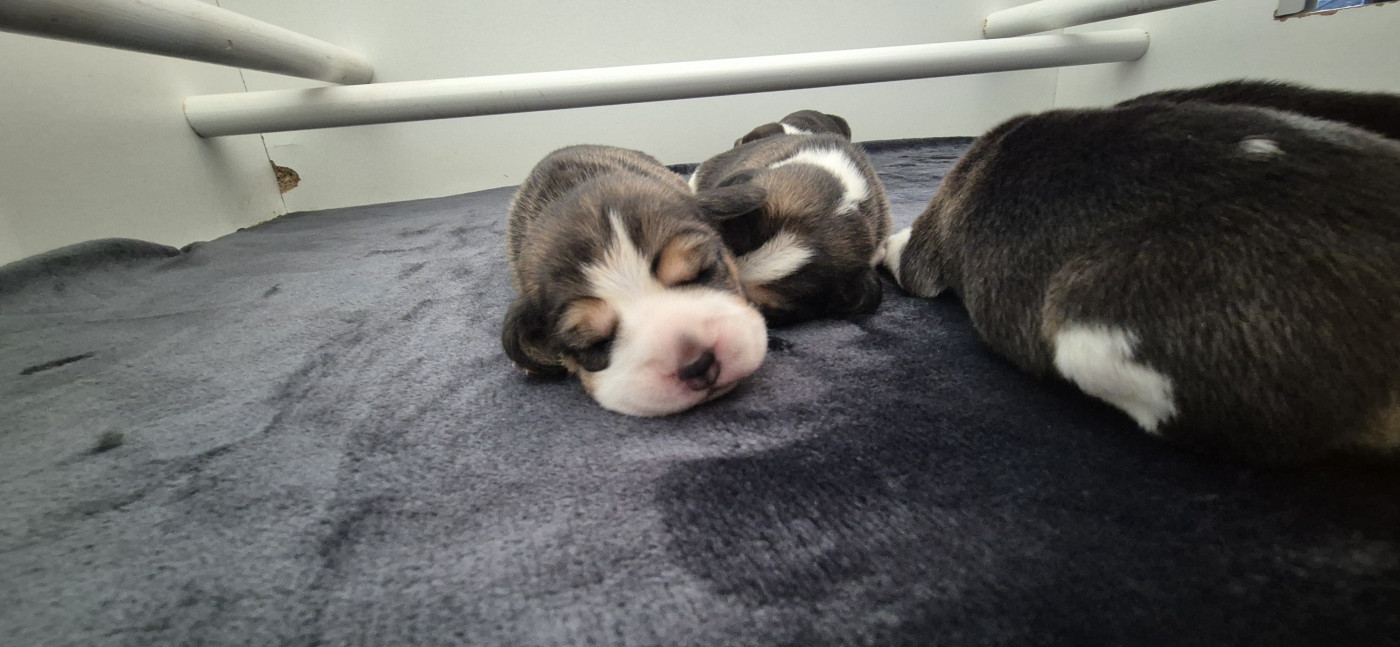 Lou Crystal Song - Chiots disponibles - Beagle