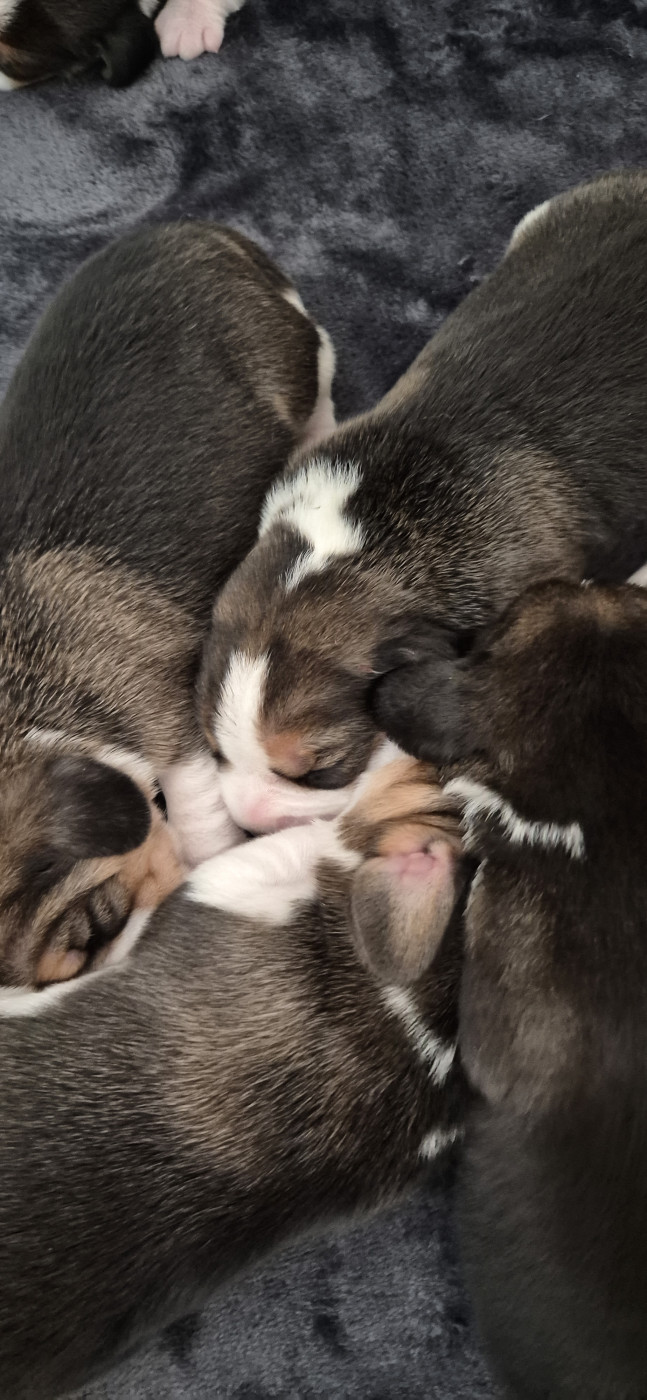 Lou Crystal Song - Chiots disponibles - Beagle