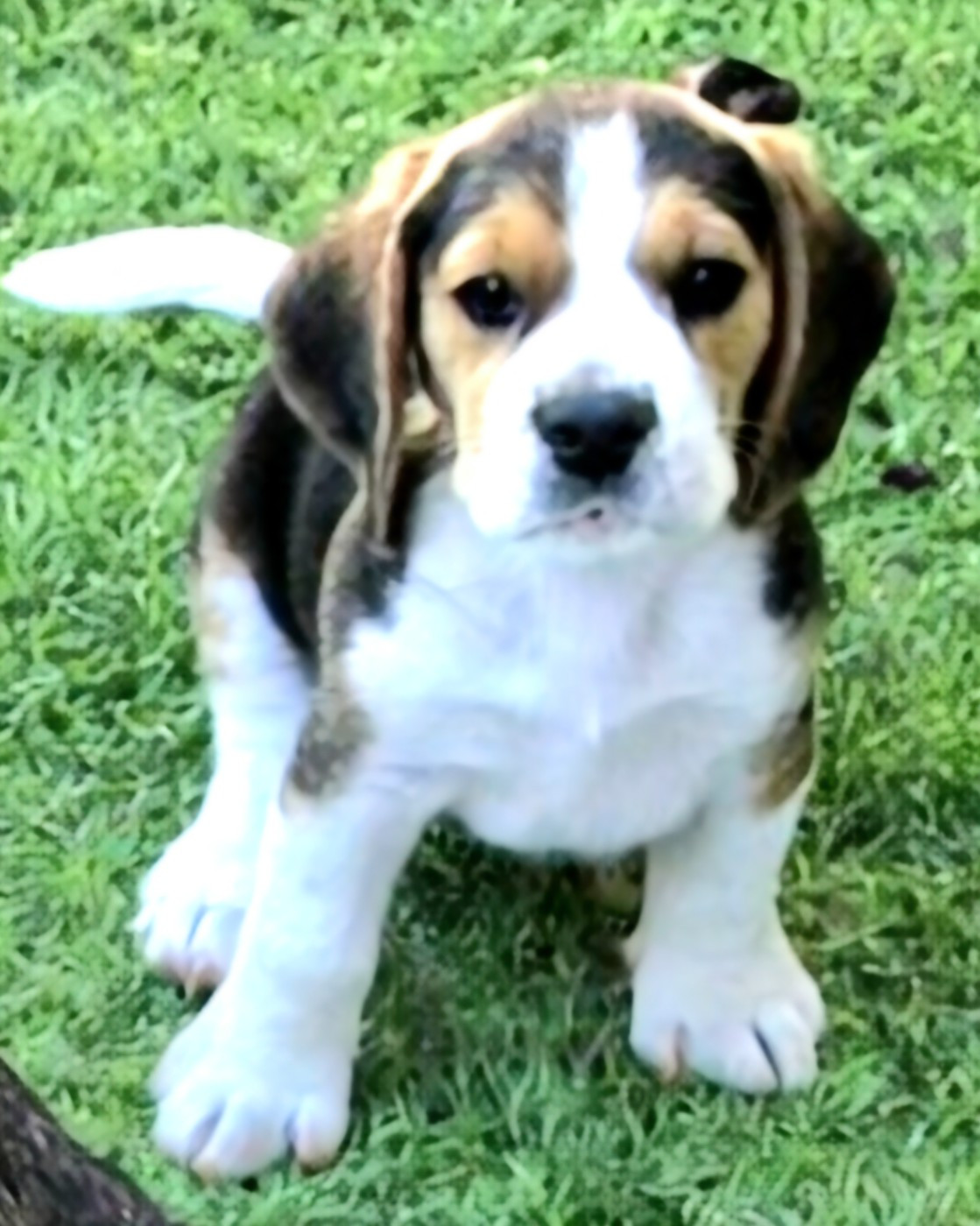 Lou Crystal Song - Chiots disponibles - Beagle
