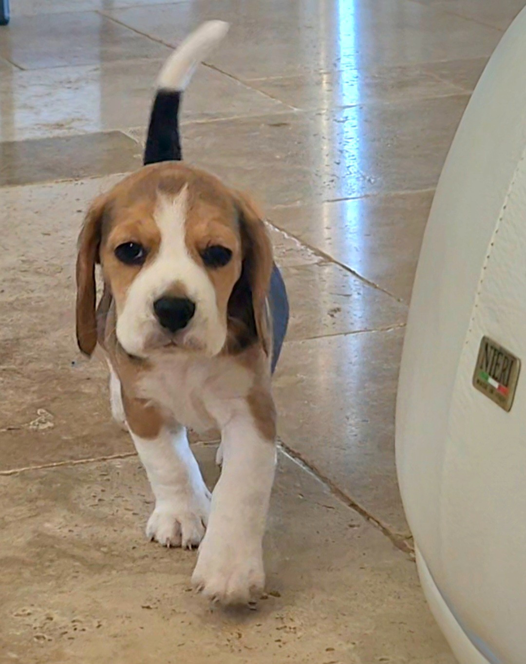 Lou Crystal Song - Chiots disponibles - Beagle