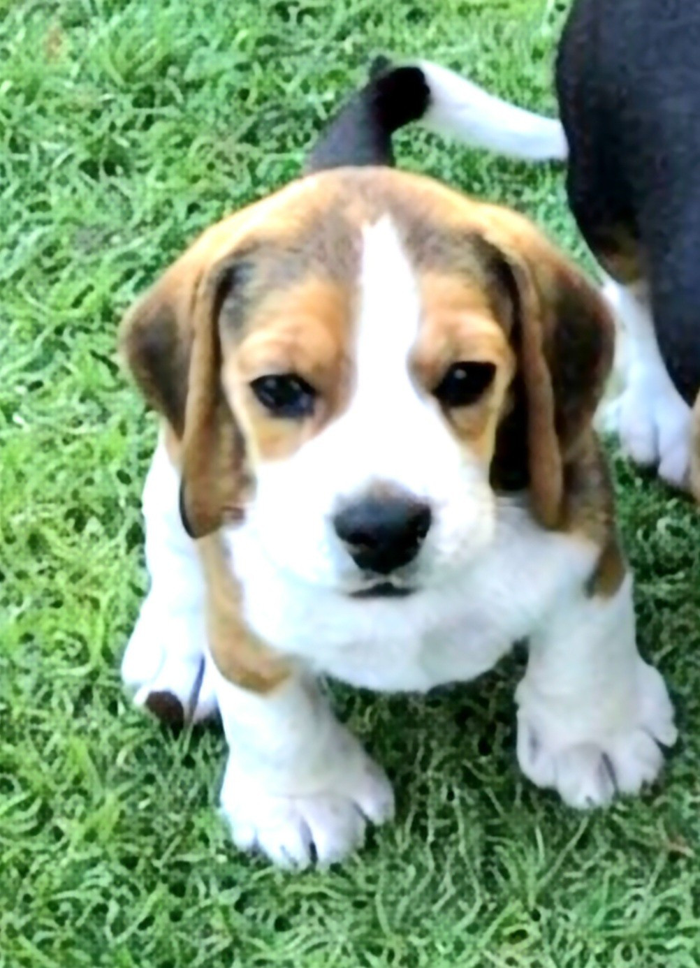 Lou Crystal Song - Chiots disponibles - Beagle