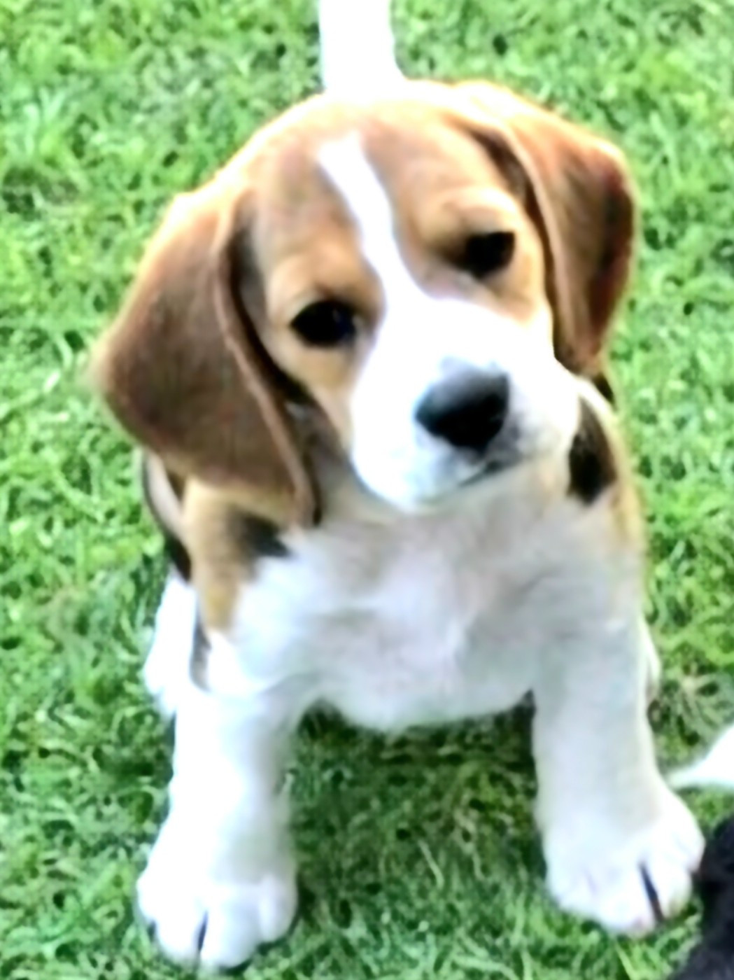 Lou Crystal Song - Chiots disponibles - Beagle