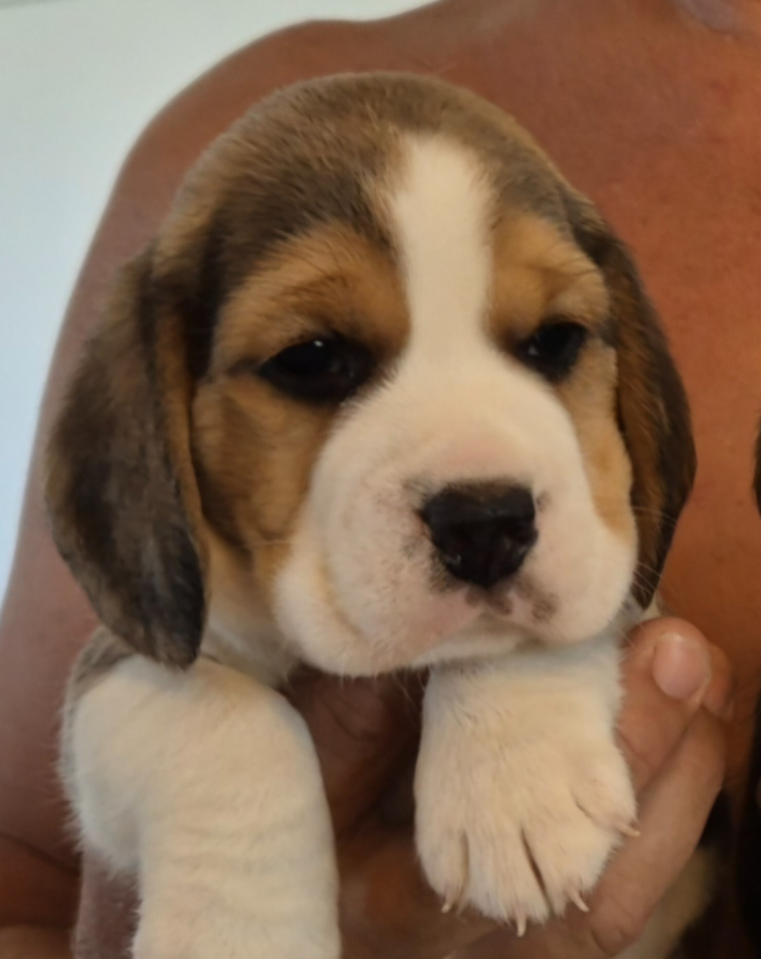 Lou Crystal Song - Chiots disponibles - Beagle