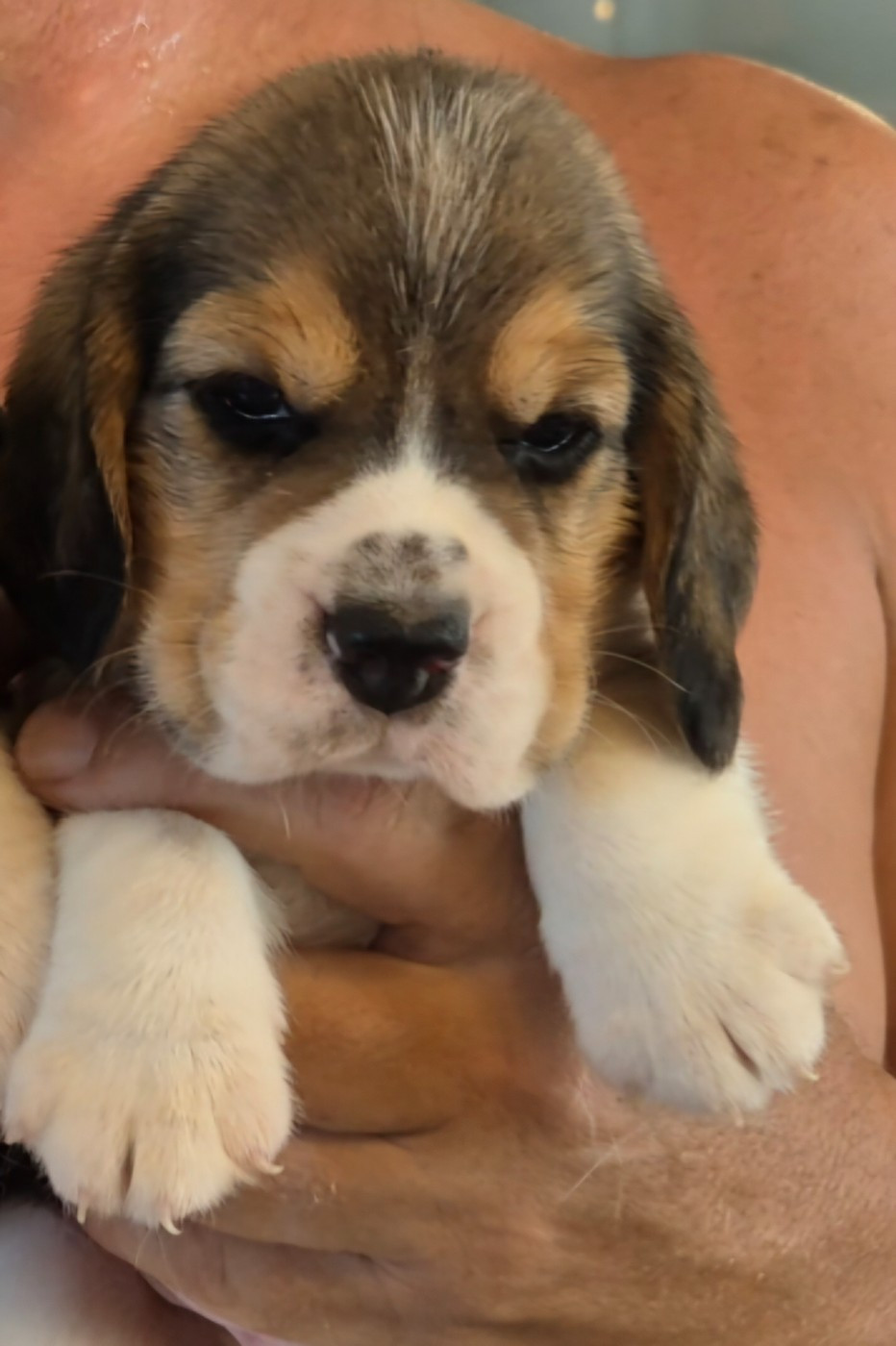 Lou Crystal Song - Chiots disponibles - Beagle