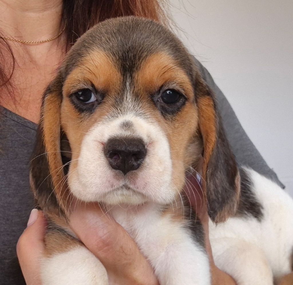 Lou Crystal Song - Chiots disponibles - Beagle