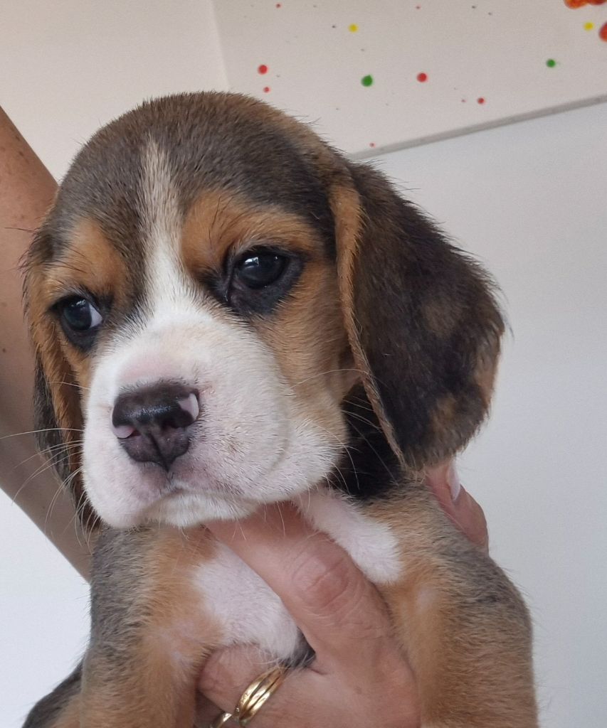 Lou Crystal Song - Chiots disponibles - Beagle