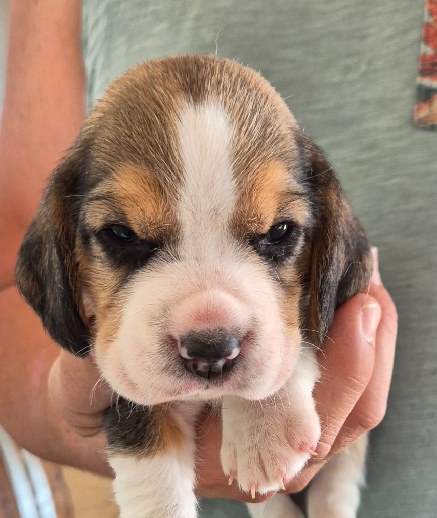 Lou Crystal Song - Chiots disponibles - Beagle