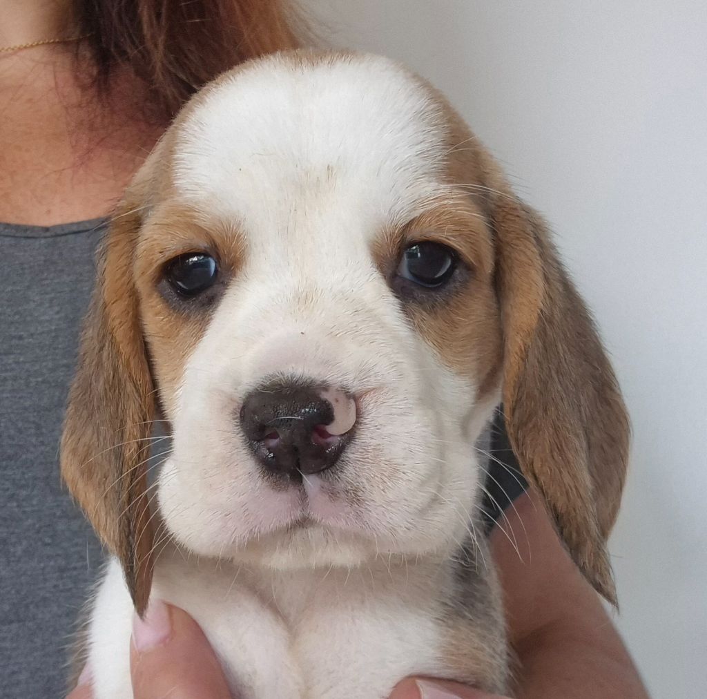 Lou Crystal Song - Chiots disponibles - Beagle
