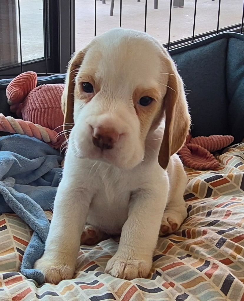 Lou Crystal Song - Chiots disponibles - Beagle