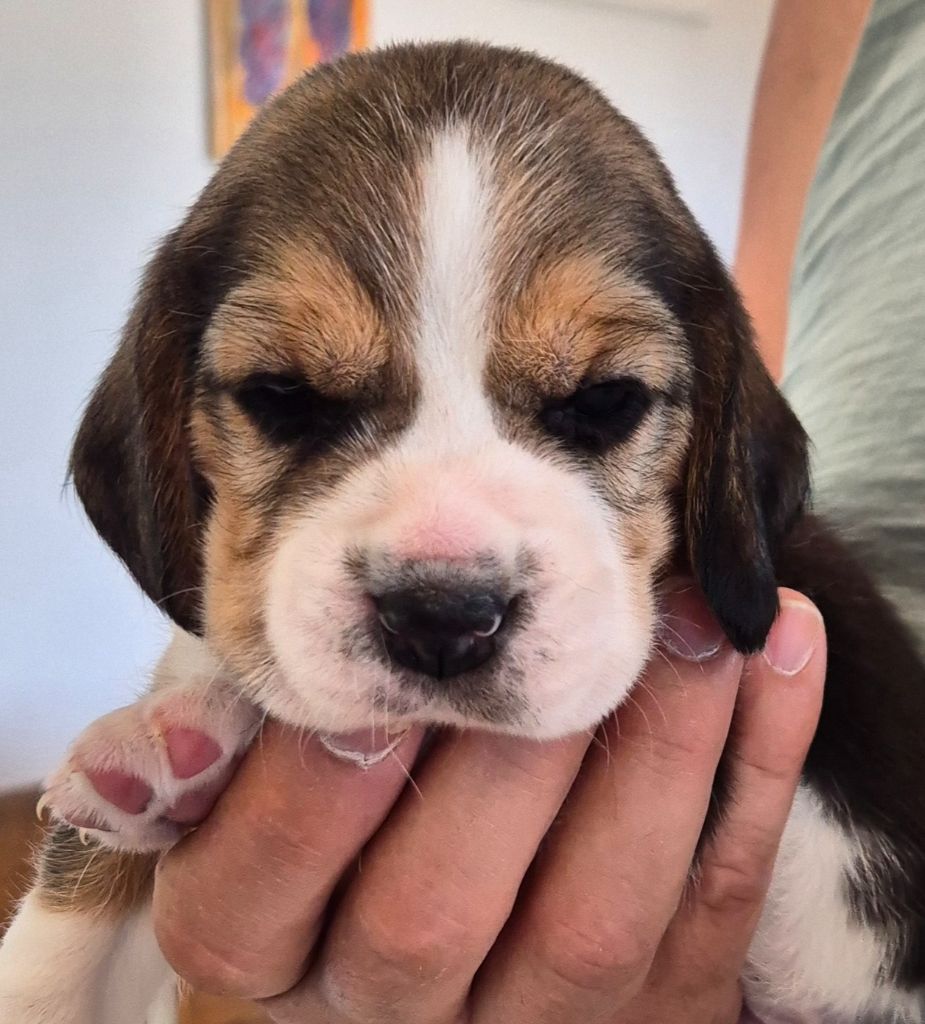 Lou Crystal Song - Chiots disponibles - Beagle