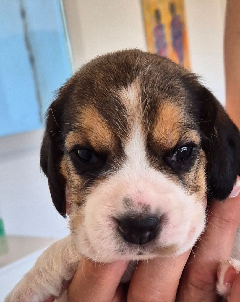 Lou Crystal Song - Chiots disponibles - Beagle