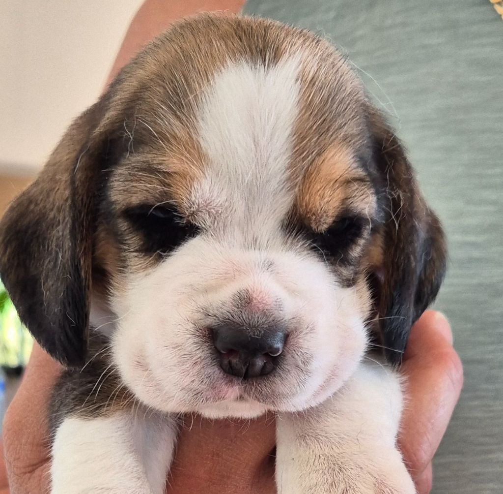 Lou Crystal Song - Chiots disponibles - Beagle