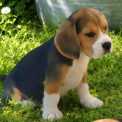 Chiot N°1