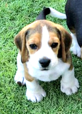 Chiot N°5