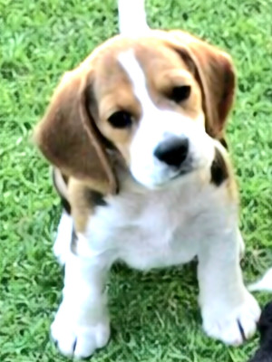 Chiot N°6