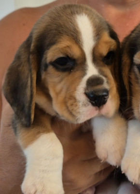 Chiot N°2