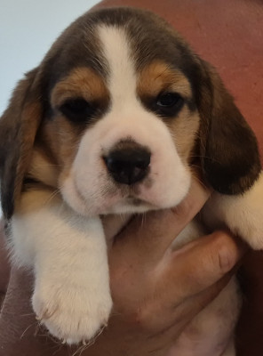 Chiot N°3