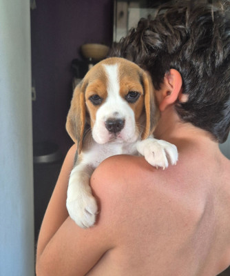 Chiot N°5