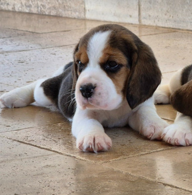 Chiot N°6