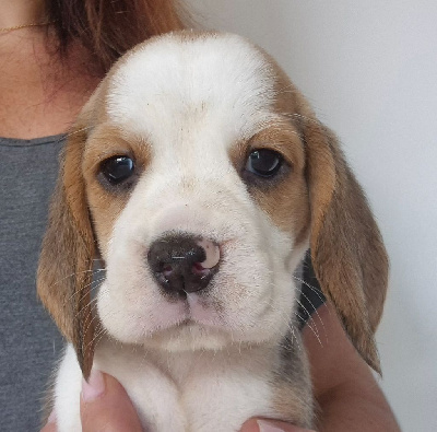 CHIOT 5