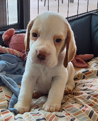 CHIOT 1