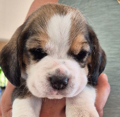 CHIOT 2