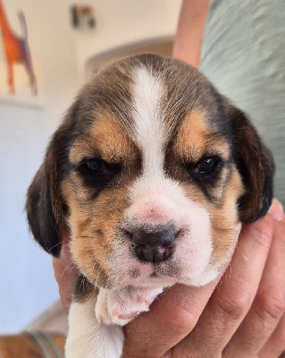 CHIOT 3