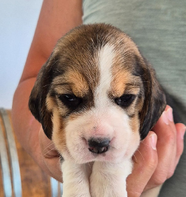 CHIOT 6