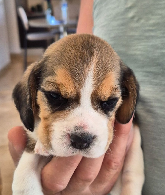CHIOT 7