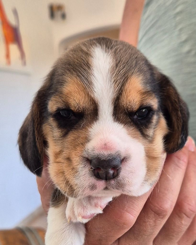 Lou Crystal Song - Chiots disponibles - Beagle