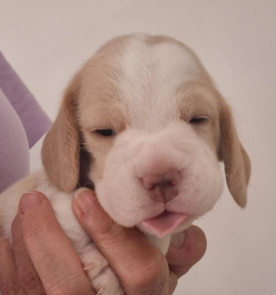 Lou Crystal Song - Chiots disponibles - Beagle