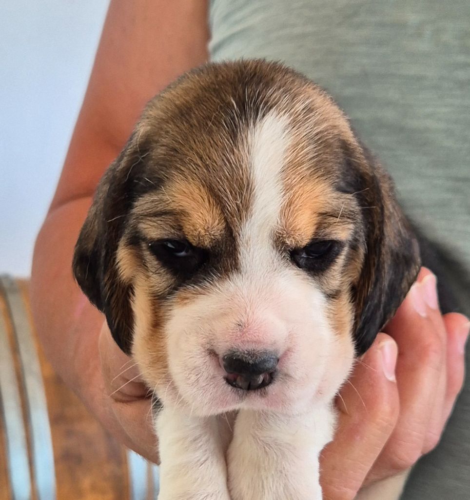 Lou Crystal Song - Chiots disponibles - Beagle