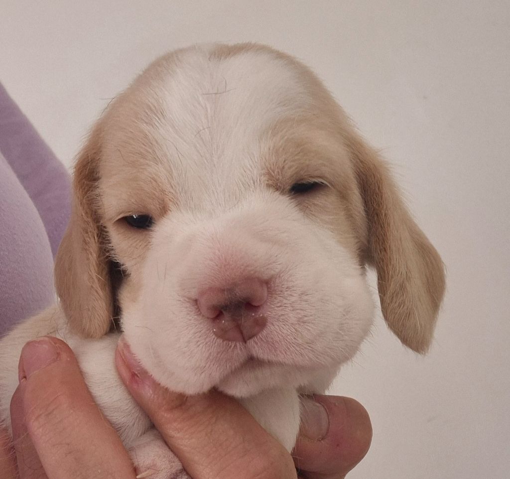 Lou Crystal Song - Chiots disponibles - Beagle