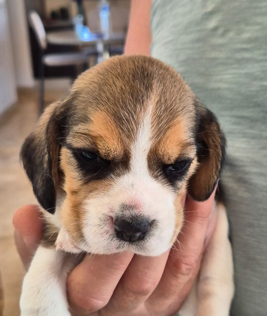 Lou Crystal Song - Chiots disponibles - Beagle